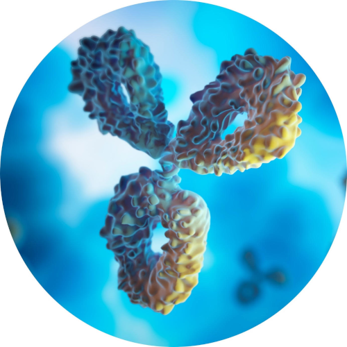 Antibody